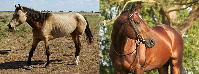 Vergleich mageres und gut genährtes Pferd