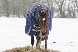 Pferd mit Winterdecke im Schnee