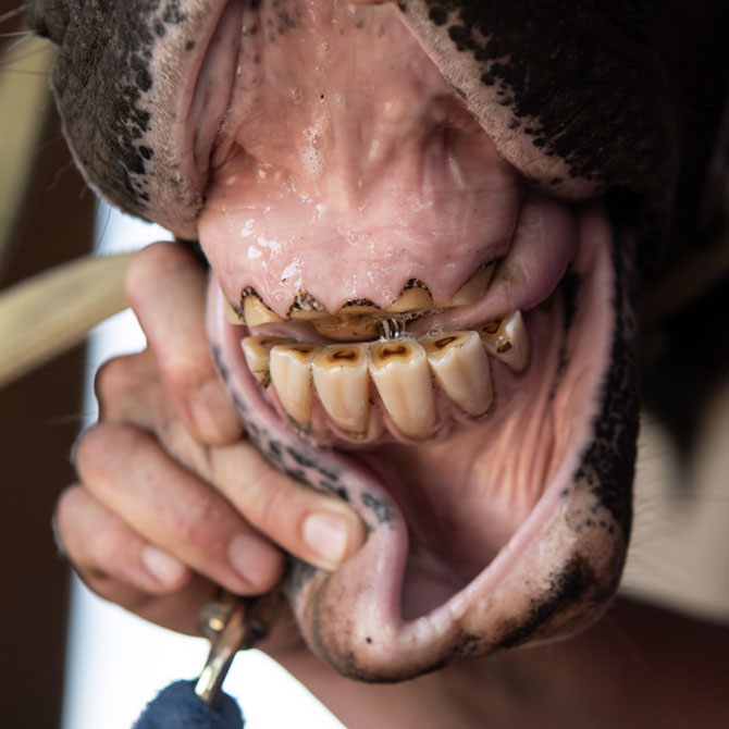 Bei einem Pferd werden die Lippen auseinander gehalten, wodurch die Zahnreihen und das Zahnfleisch gut zum Vorschein kommen