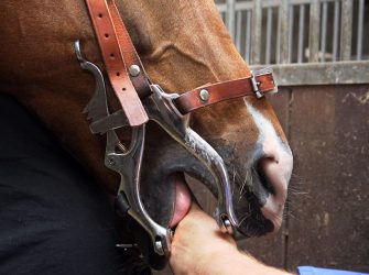 Eine Zahnbehandlung wird bei einem Pferd durchgeführt