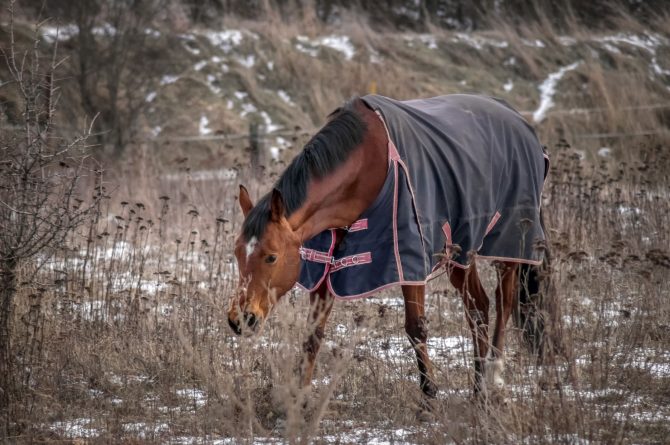 Ein Pferd mit Regendecke steht auf einer schneebedeckten Winterweide mit vertrockneten Gräsern