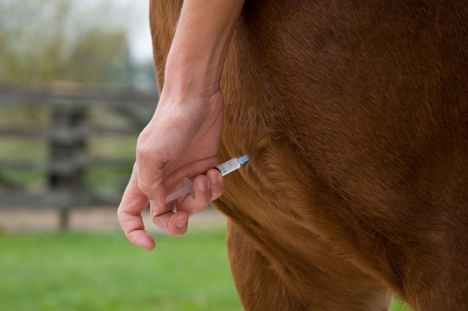 Grundimmunisierung Pferd