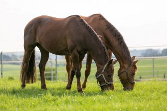 Zwei Pferde stehen auf einer Weide nebeneinander und fressen frisches Gras