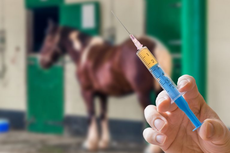 Pferd Pause Nach Impfen