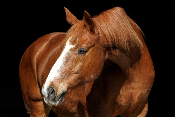 Pferd mit Blesse vor schwarzem Hintergrund (Senior)