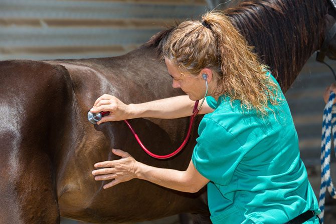 Tierärztin untersucht das Pferd wegen Kotwasser
