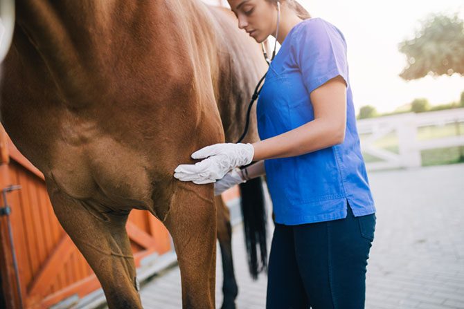 Der Tierarzt untersucht allgemein das Pferd