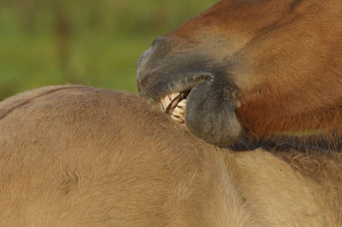 Pferd mit Sommerekzem leidet unter Juckreiz durch den Speichel eines Mückenstiches.