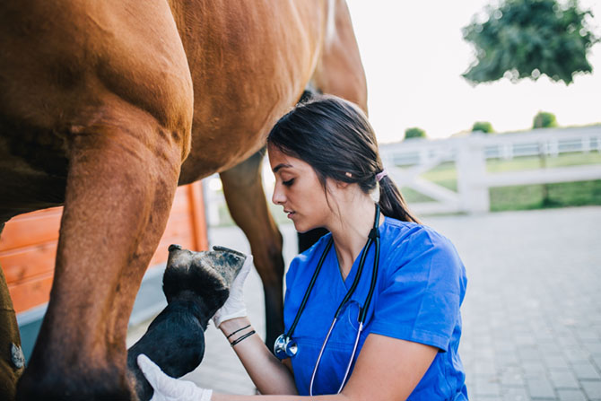 Tierarzt untersucht den Huf eines Pferdes