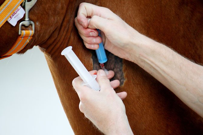Dem Pferd wird eine Blutprobe entnommen um ein Blutbild vom Selen zu machen.