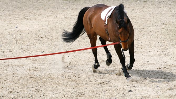 Pferd an der Longe kann Muskelverspannungen zeigen.