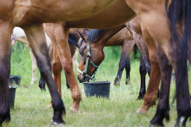 Tierfutter Pferd Futterergänzung Presskuchen Trockenfutter Traubenkerngranulat 
