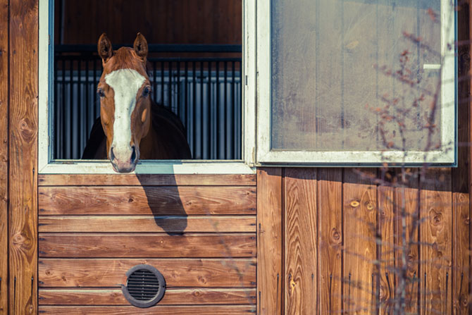 Ein Pferd schaut aus dem Fenster seiner Box