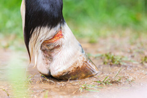 Ein Pferd hat eine Verletzung am Fesselgelenk