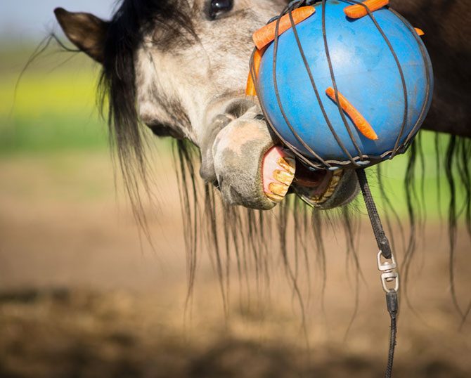 Gegen Langeweile hilf Pferden ein Spielball