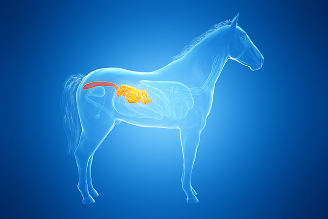 Darmreiniger für sandessende Pferde bei  Verdauungsstörungen im Dickdarm bPferd 