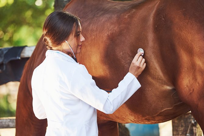 Tierärztin kontrolliert die Tätigkeit des Pferdedarms