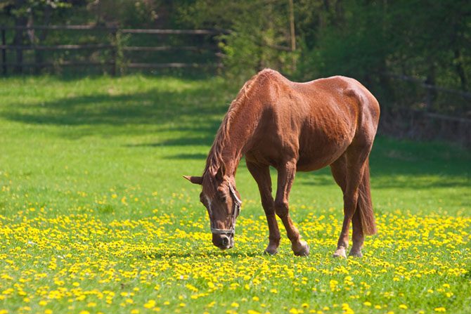 Gras ist leichter zu fressen für alte Pferde