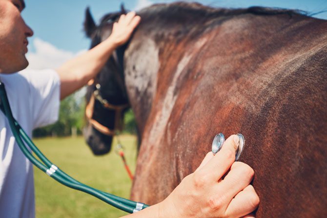 Tierarzt untersucht Pferdelunge. 
