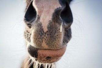 Pferd mit Nasenausfluss.