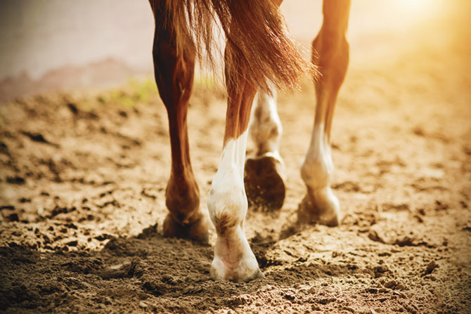 Sehnenschaden Beim Pferd Behandlung