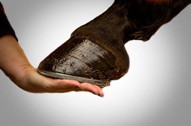 Der Vorderhuf eines Pferdes wird von einer menschlichen Hand gehalten