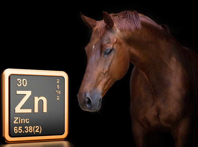 Ein Pferd vor einem Schwarzen Hintergrund, daneben ein Ausschnitt aus dem Periodensystem für Zink
