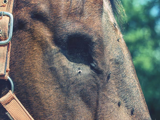 Die zugewachsene Augenhöle eines Pferdes, der Weichkörper fehlt, um den Kopf ist Zaumzeug gelegt