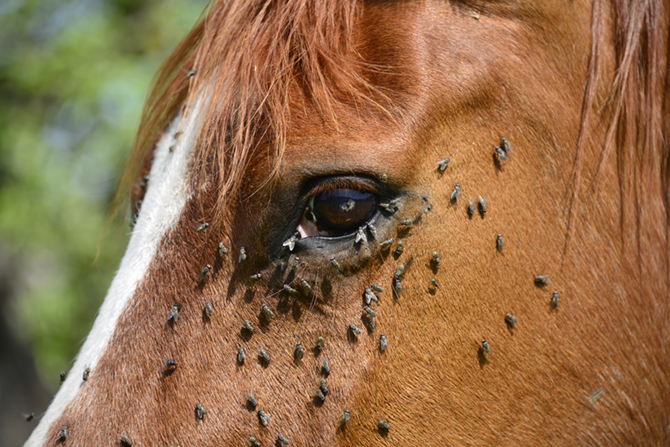 Pollenallergie Pferd Augen