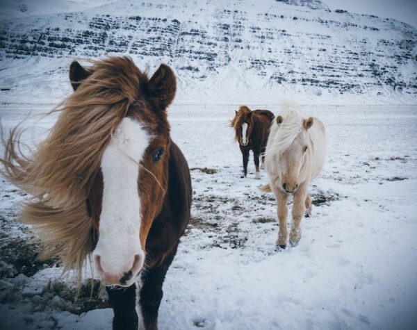 Drei Isländer-Pferde stapfen auf die Kamera zu durch den Schnee