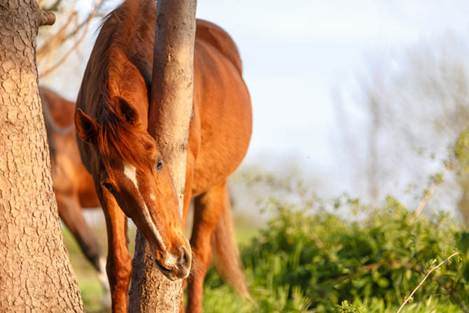 Ein Pferd kratzt seinen Hals an einen dünnen Baum