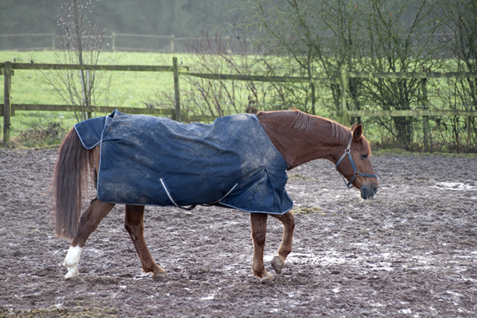 Ein Pferd auf einem schlammigen Paddock mit einer Regendecke