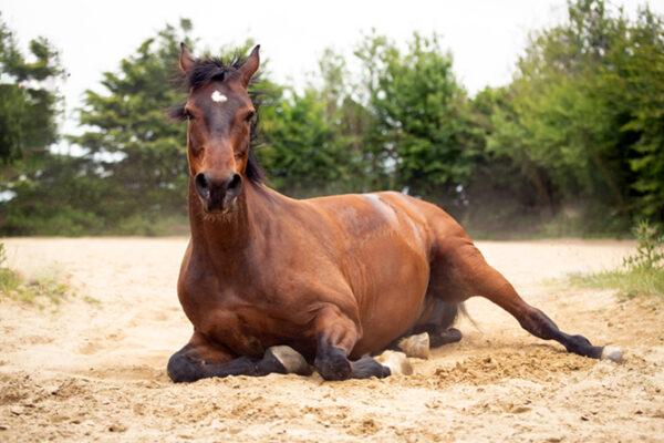 Ein Pferd liegt auf Sandboden. Die Vorderbeine sind angewinkelt und die Hinterbeine ausgestreckt.