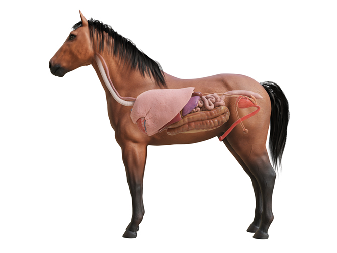 Die inneren Organe eines Pferdes dargestellt in einem 3D-Modell