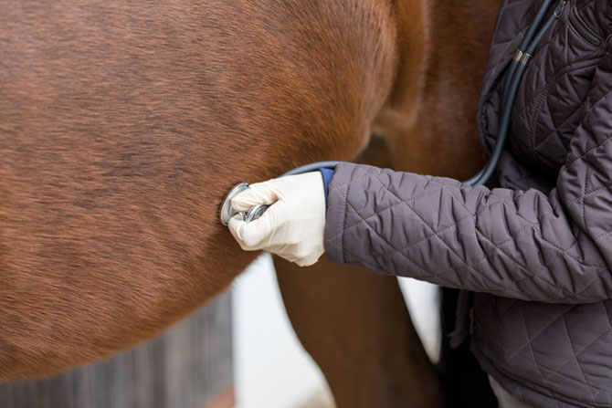 Der Bauch eines Pferdes wird mit einem Stethoskop abgehört