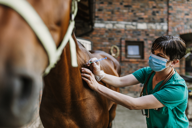 Ein Pferd erhält eine Impfung gegen Druse