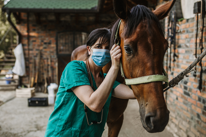 Eine Tierärztin kontrolliert die Lymphknoten beim Pferd