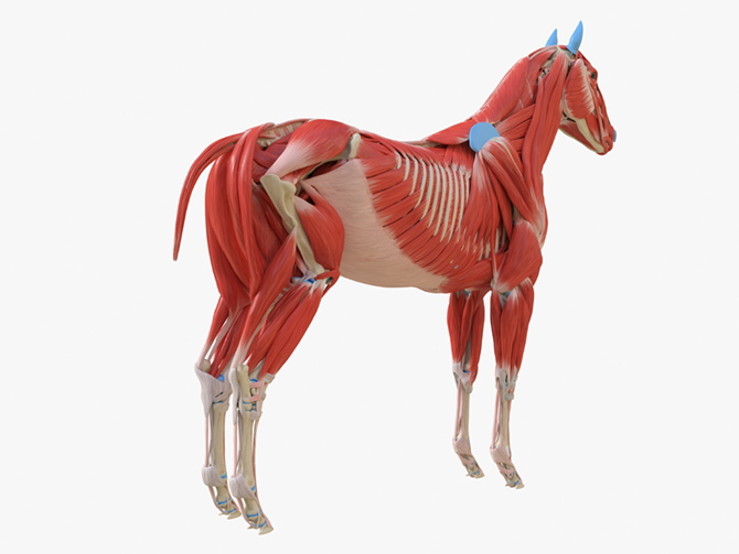 Anatomische Darstellung eines Pferdes samt Knochen, Muskeln und Gelenke