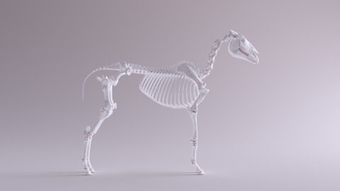 Das Knochenskelett eines Pferdes