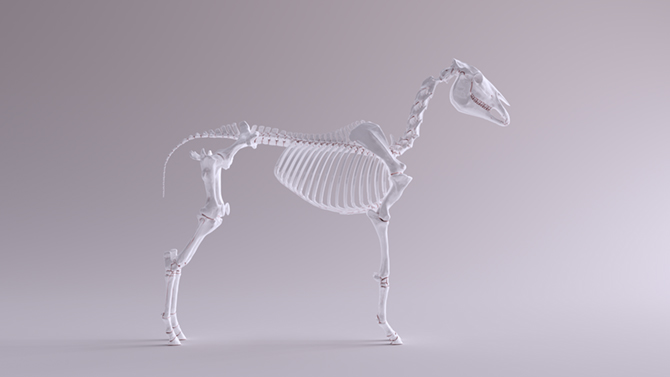 Das Knochenskelett eines Pferdes