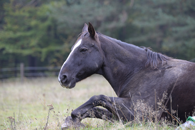 Ein schwarzes Pferd mit weißer Blässe liegt müde auf einer Weide