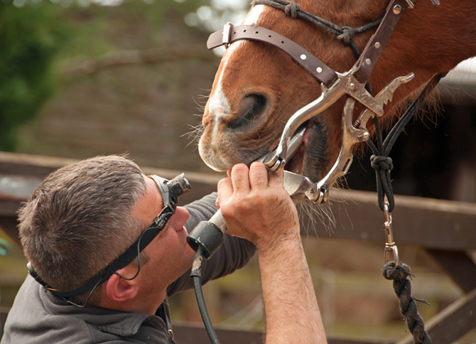 Ein Zahnarzt schaut mit einer Stirnlampe in das Innere eines Pferdemauls, welches mit einer Sperre aufgehalten wird.