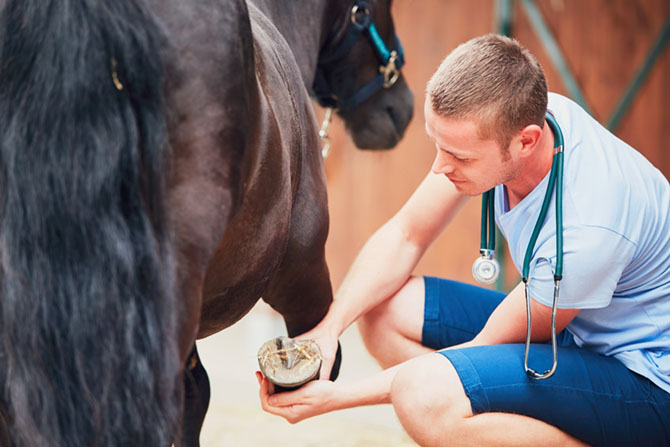 Ein Veterinär schaut sich die Hufe eines Pferdes an