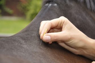 Eine Akupunkturnadel wird am Rücken eines Pferdes angewandt