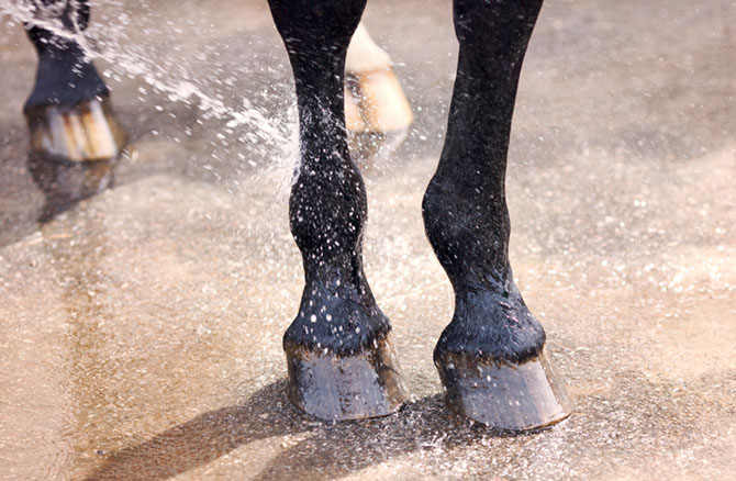 Einem Pferd werden mit Wasser die Vorderhufe abgewaschen 