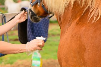Ein Pferd wird mit einem Spray eingesprüht