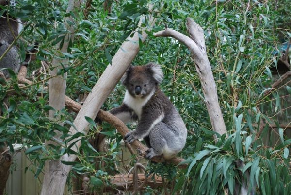 Ein Koala sitzt in einem Eukalyptusbaum