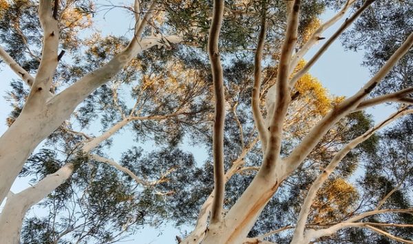 Ein Eukalyptusbaum mit vielen Zweigen