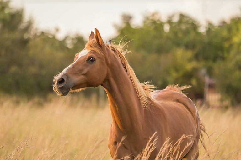 Ein Pferd steht aufgeschreckt auf einer Koppel