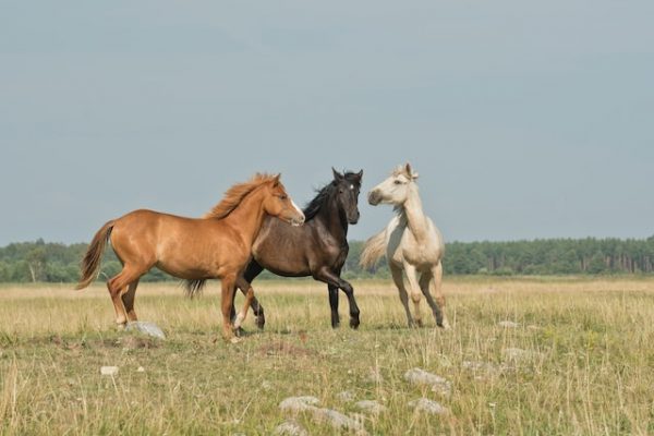 Drei Pferde stehen gemeinsam auf einer Wiese